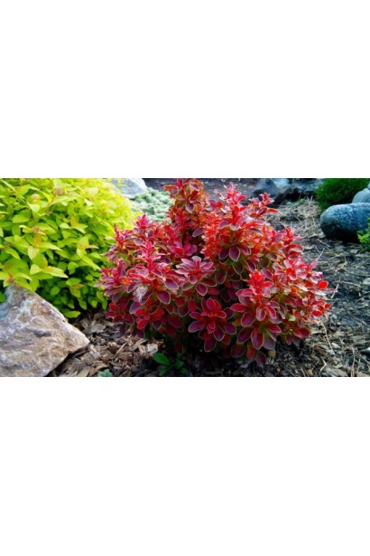 Барбарис Тунберга Рубі Стар у ланшафті